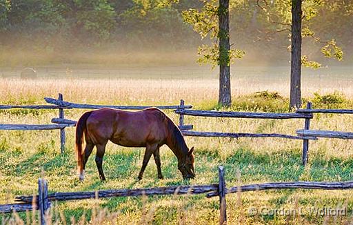 Horse At Sunrise_25114-6.jpg - Photographed near Newbliss, Ontario, Canada.